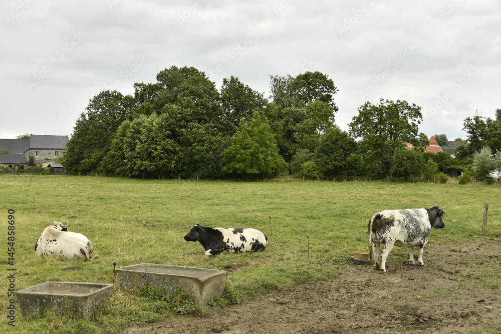 Fototapeta premium Vaches laitières dans l'une des pâtures à Ghislenghien (Ath)
