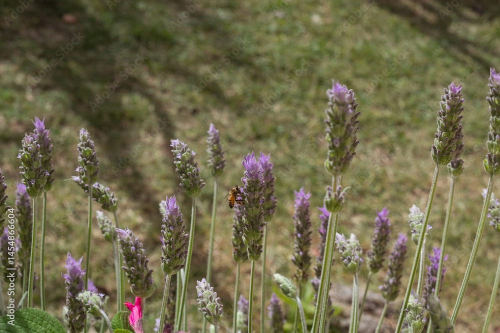 Obraz premium lavender flowers with a bee