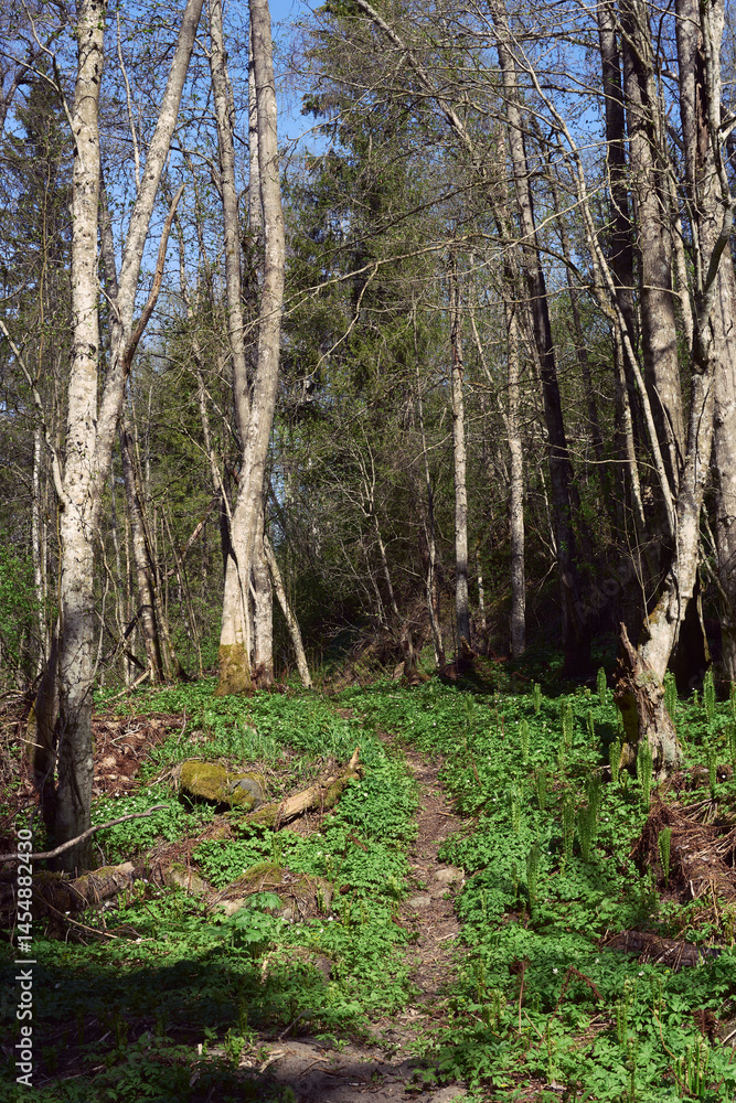 A path in the Olterudelva Valley, Toten, Norway, in May. A path in the Olterudelva Valley, Toten, Norway, in May.
