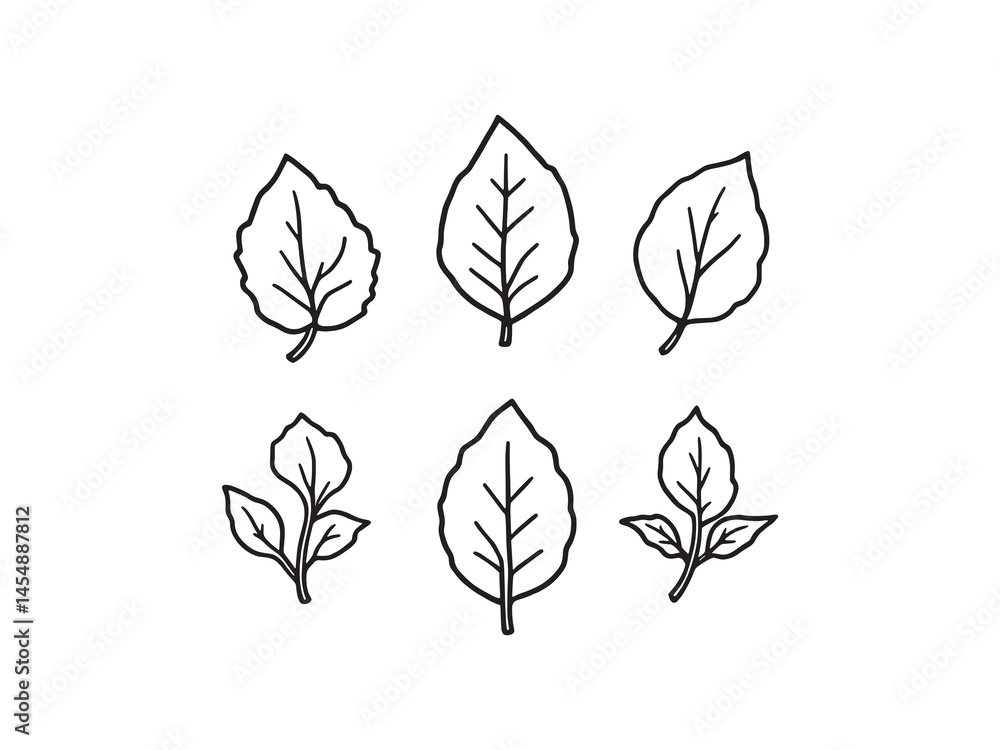 Fototapeta premium Organic Basil Leaf Vector Illustration with Clean Lines