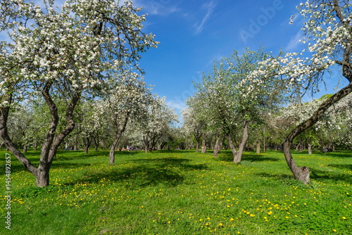 Apple trees in bloom in the city park of Minsk, Loshitsky Park.
