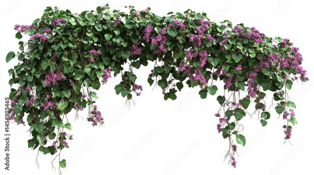 Vibrant No Climbing Plant: Evergreen Vine with Pink and Purple Flowers for Wall Decor Vibrant No Climbing Plant: Evergreen Vine with Pink and Purple Flowers for Wall Decor