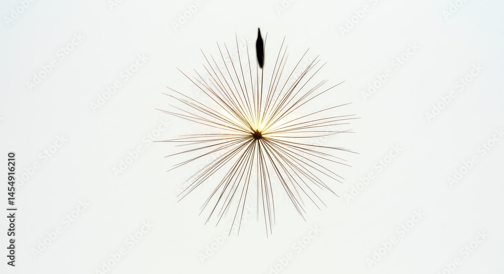 Seed with Thin Rays on White Background Seed with Thin Rays on White Background
