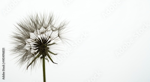 Wallpaper Mural Dandelion Seed Head on White Background Torontodigital.ca