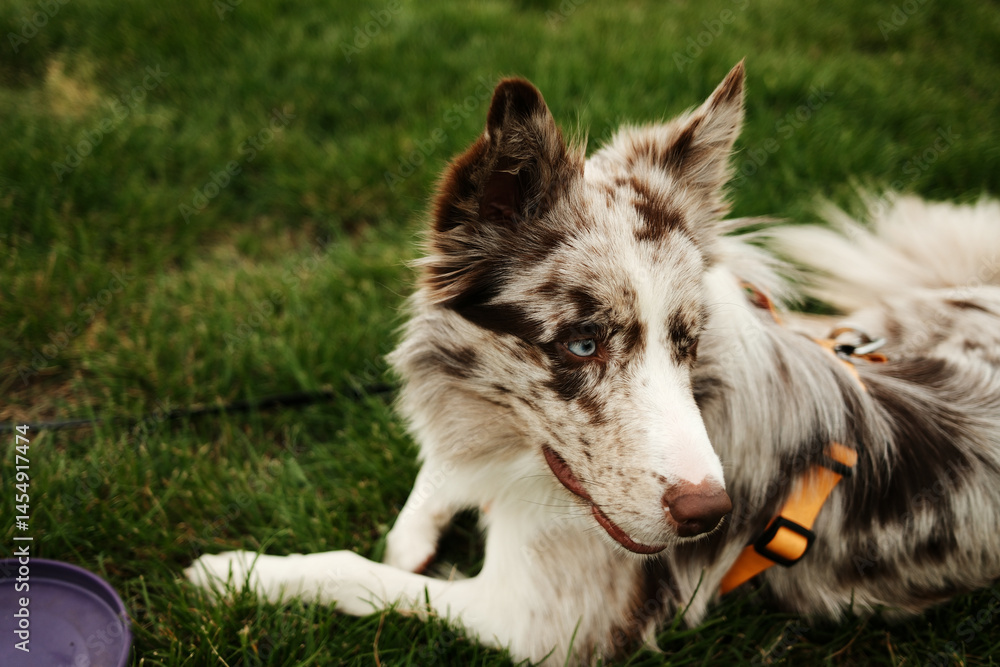 Fototapeta premium Portrait of a merle Border Collie with striking blue eyes resting on green grass during a play session in the park, looking alert and playful. Summer mood and outdoor pet activity.