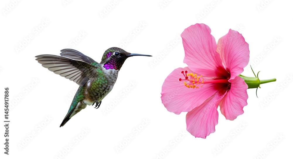 Fototapeta premium Hummingbird and Pink Hibiscus Flower
