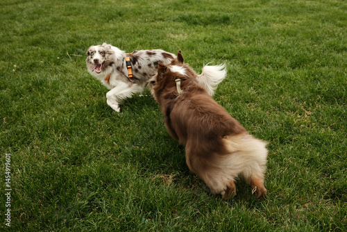 Wall Mural Brown Australian Shepherd and red merle Border Collie joyfully run across a green field