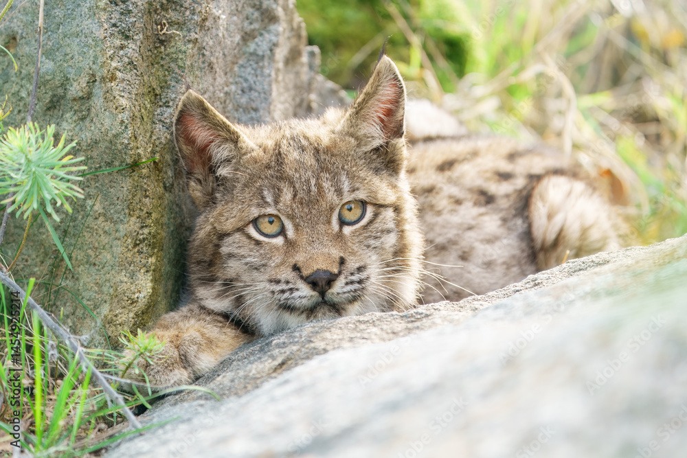 Obraz premium Eurasian lynx -lynx lynx- kitten playing on the forest ground, cute young lynx in the colorful wilderness forest, Germany. 