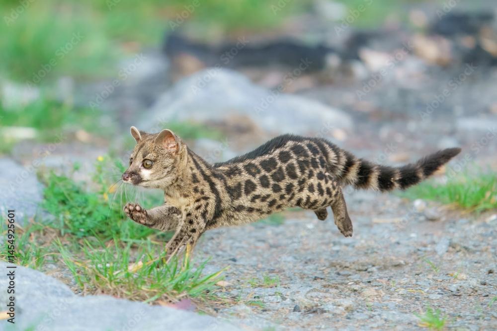 Obraz premium Running Cape Genet. The Cape genet (Genetta tigrina), also known as the South African large-spotted genet, is a genet species endemic to South Africa. 