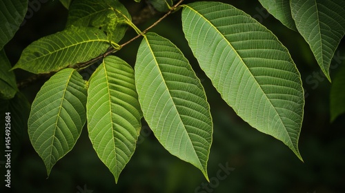 Colorful Tropical Leaves
