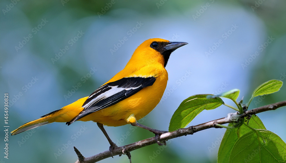 Fototapeta premium audubon s oriole icterus graduacauda