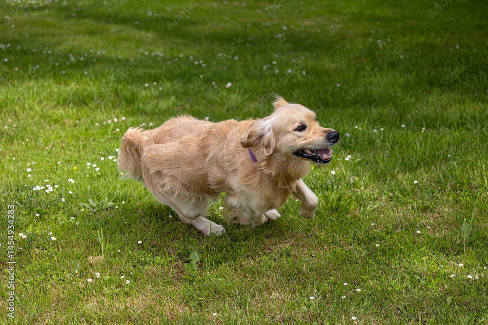 My golden retriever is very happy on a spring day!