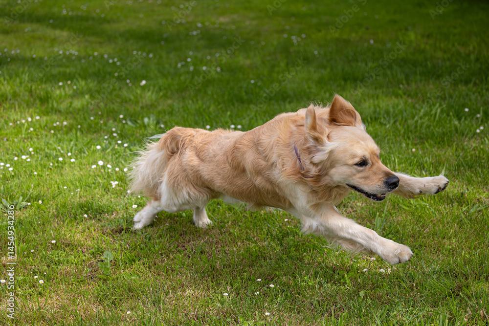My golden retriever is very happy on a spring day!