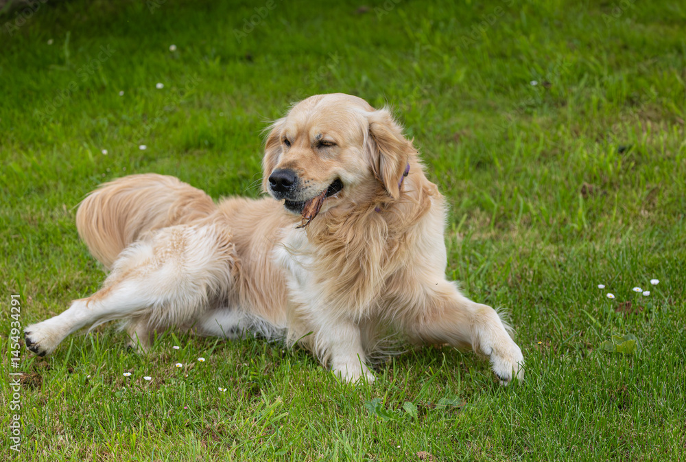 My golden retriever is very happy on a spring day!