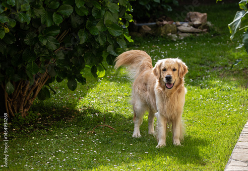 My golden retriever is very happy on a spring day!