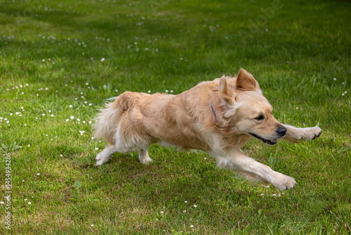 Obraz na płótnie My golden retriever is very happy on a spring day! w salonie