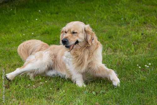 Obraz na płótnie My golden retriever is very happy on a spring day! w salonie