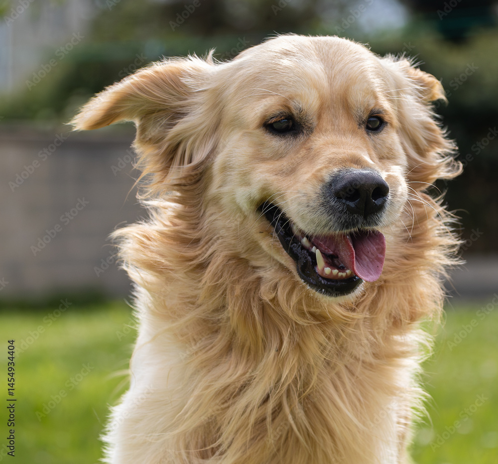 My golden retriever is very happy on a spring day!