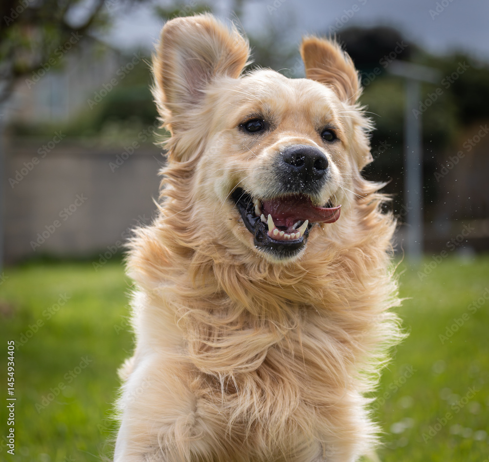 My golden retriever is very happy on a spring day!