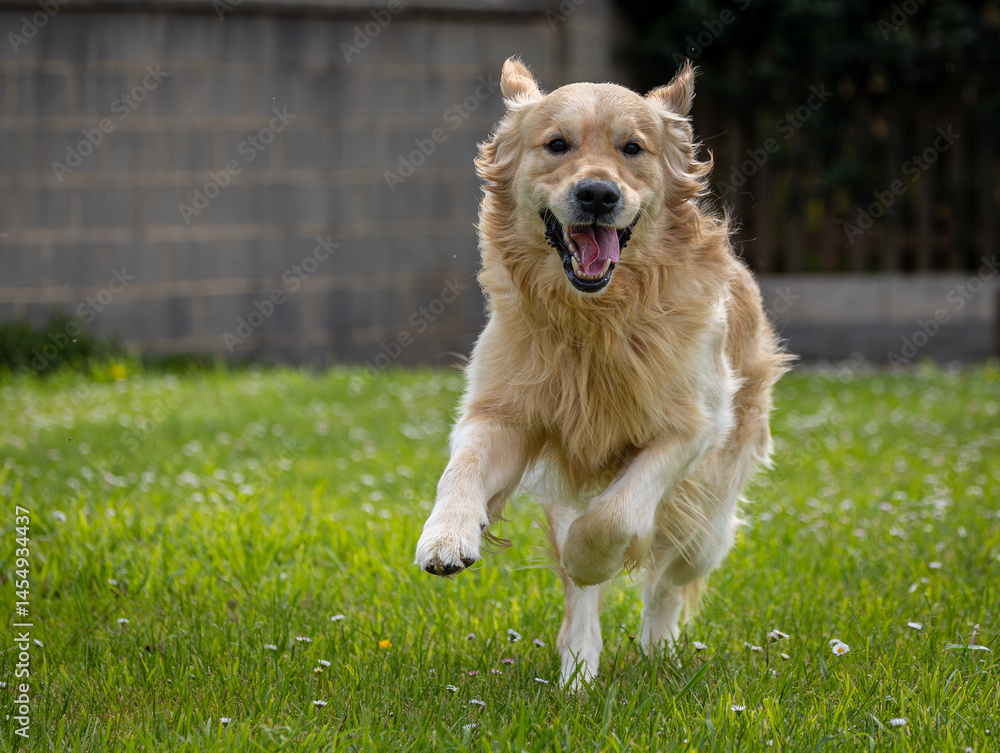 My golden retriever is very happy on a spring day!