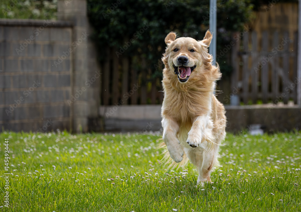 My golden retriever is very happy on a spring day!