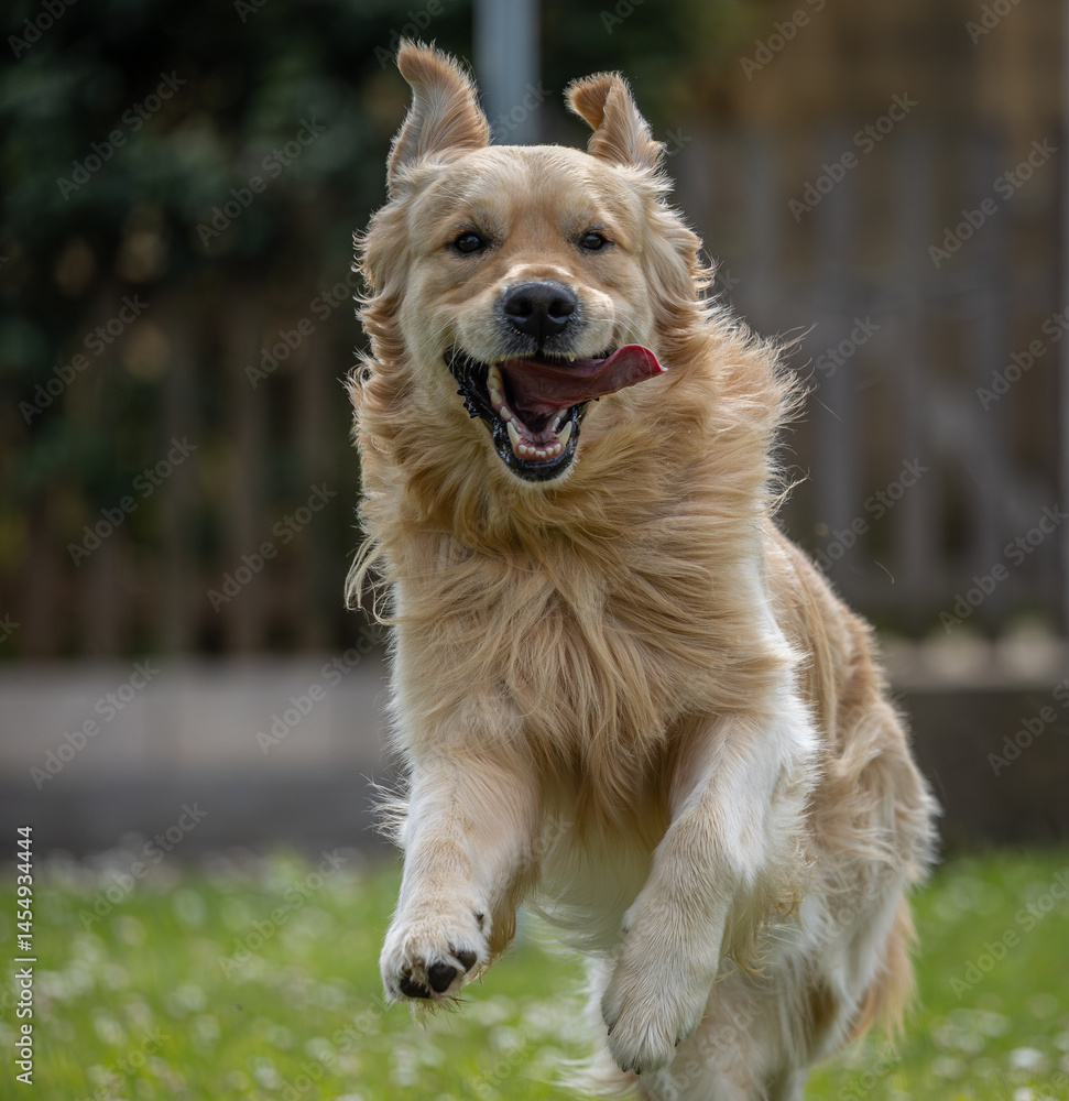 My golden retriever is very happy on a spring day!