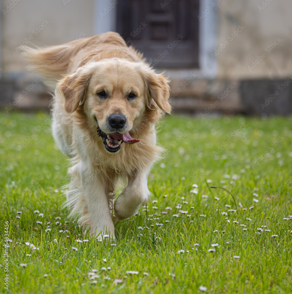 My golden retriever is very happy on a spring day!