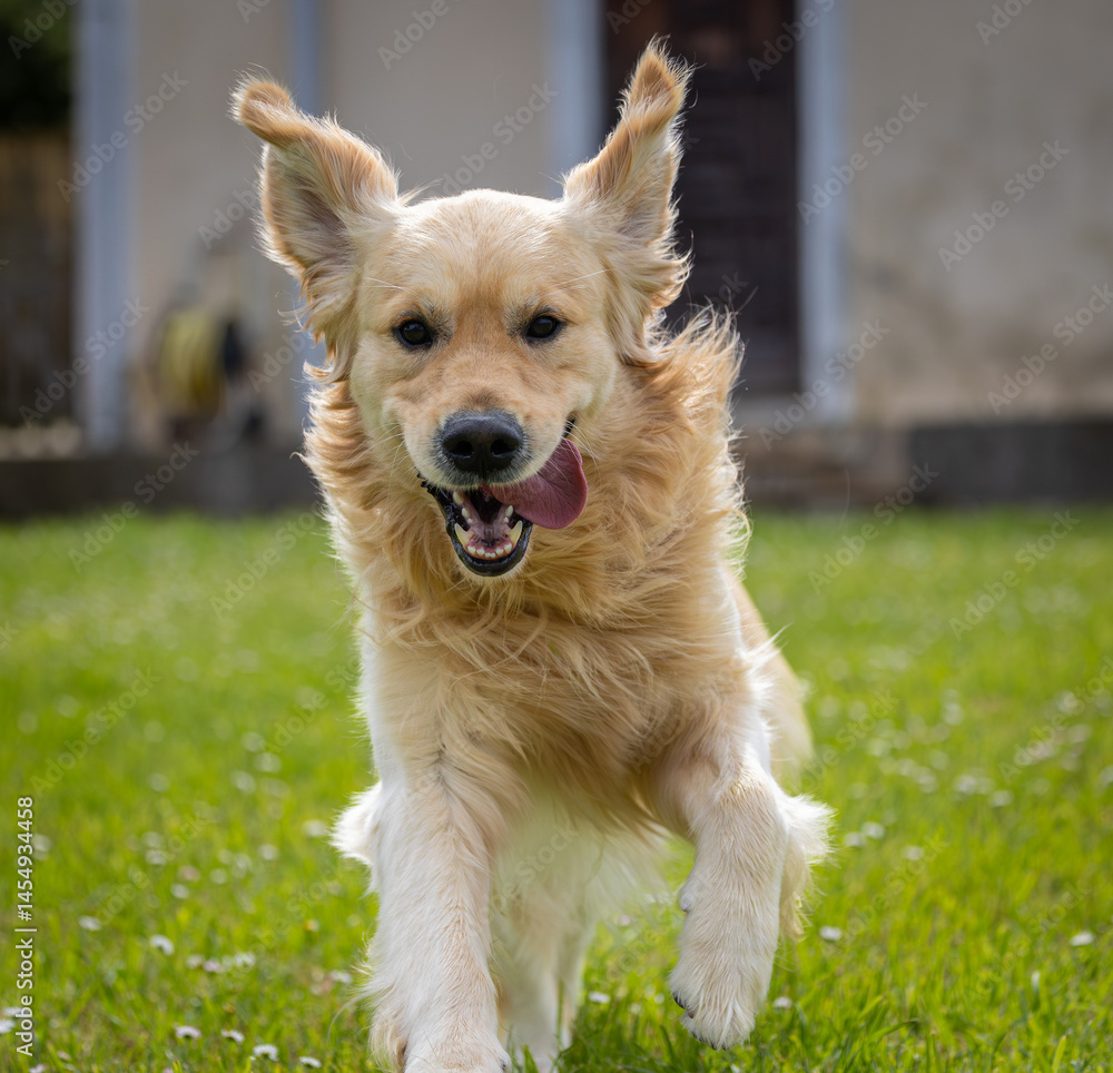 My golden retriever is very happy on a spring day!