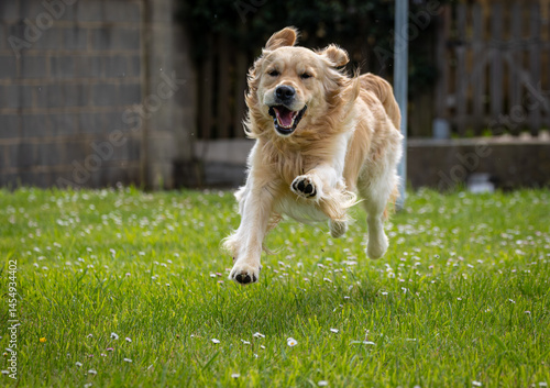 My golden retriever is very happy on a spring day!