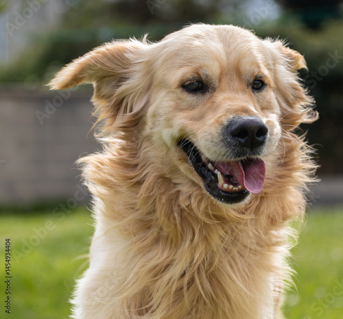 Obraz na płótnie My golden retriever is very happy on a spring day! w salonie