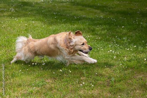 Obraz na płótnie My golden retriever is very happy on a spring day! w salonie
