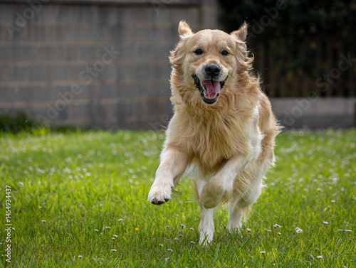 Obraz na płótnie My golden retriever is very happy on a spring day! w salonie