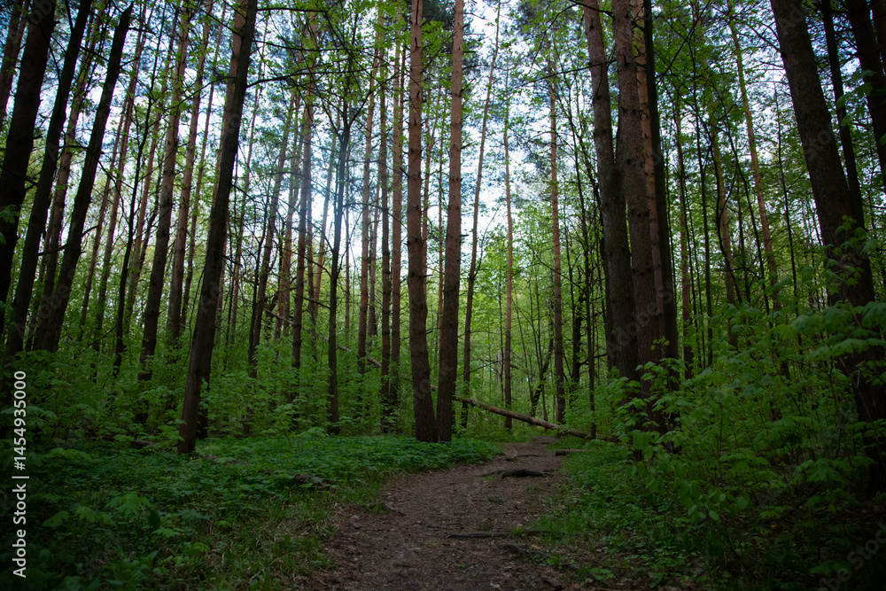 Obraz premium Beautiful calm green path in the forest tree after rain. Natural colors