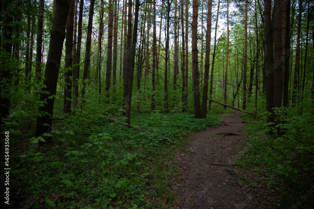 Fototapeta premium Green path in the forest with fallen tree after rain. Natural colors
