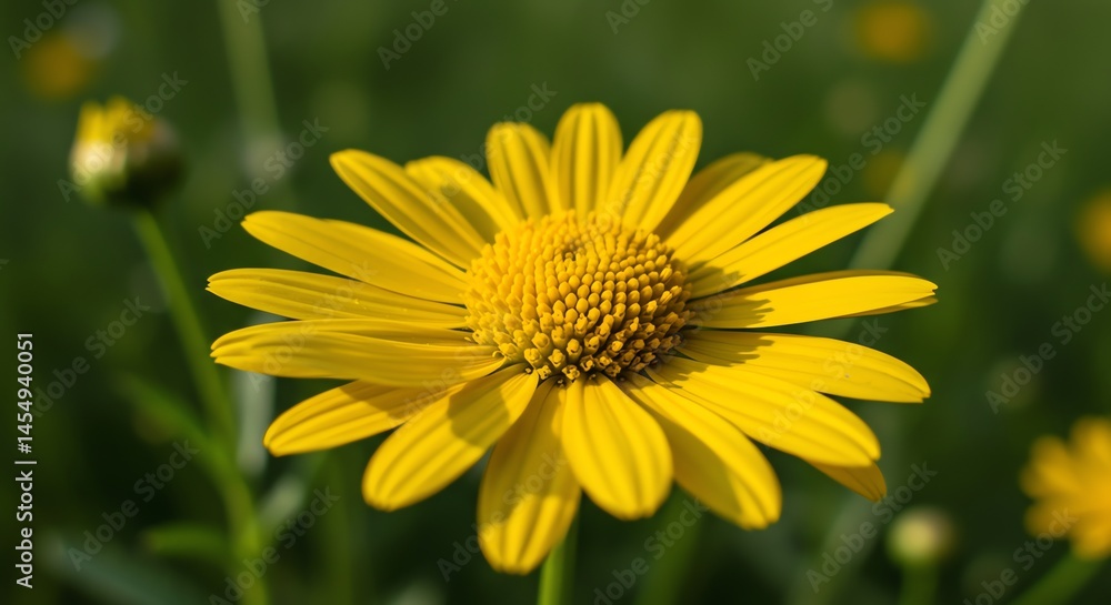 Yellow Flower with Green Background Yellow Flower with Green Background