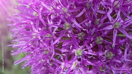 Wallpaper Mural Close-up shot of a vibrant purple Allium flower showcasing its intricate details and delicate petals. The image captures the beauty and complexity of the flower in full bloom. Torontodigital.ca