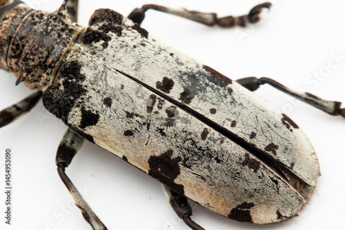 Картината върху платно Cerambycidae