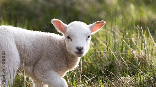 A baby lamb is walking through a field of grass