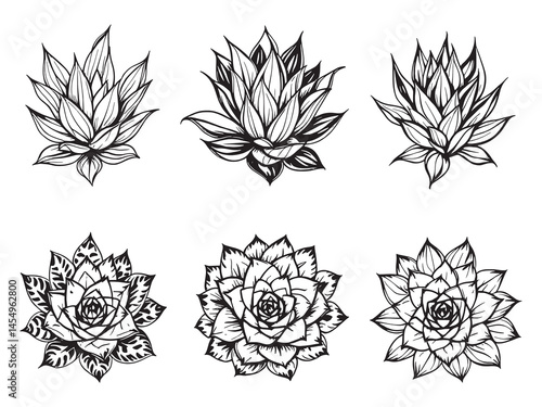 Sempervivum leaf vector design with intricate line details