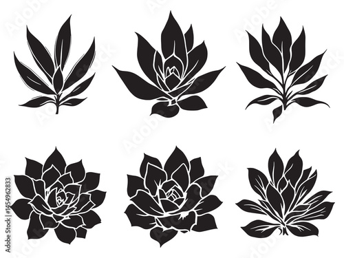 Sempervivum leaf delicate line art vector illustration
