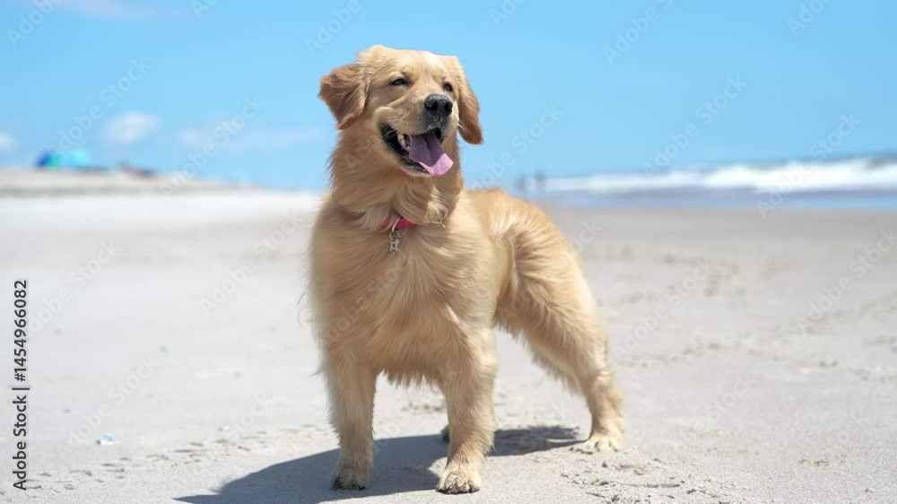 Beautiful Golden Retriever at the Beach Beautiful Golden Retriever at the Beach