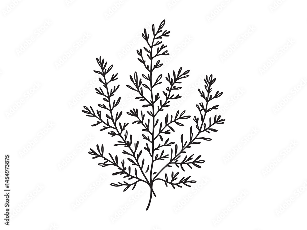 Fototapeta premium Simple and Clean Juniper Leaf Outline for Modern Designs