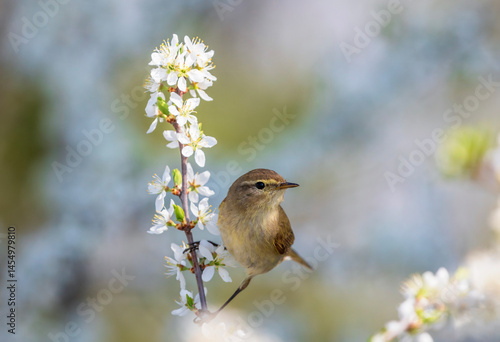 bird male warbler sitting on flowering branch of bush in spring sunny garden