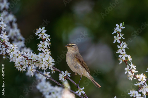bird male warbler sitting on flowering branch of bush in spring sunny garden
