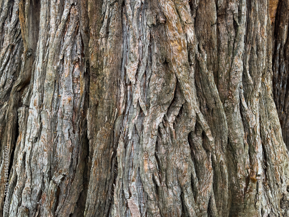 close-up of tree bark texture with cracks and natural patterns. organic surface background. natural design project display. wooden texture close-up of tree bark texture with cracks and natural patterns. organic surface background. natural design project display. wooden texture