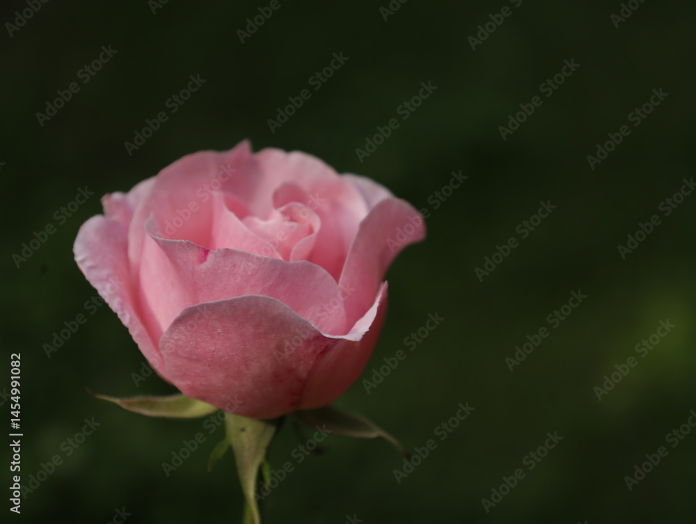 rose, flower, pink, garden, nature, red, love, bloom, plant, flora, roses, beauty, beautiful, blossom, flowers, petals, summer, petal, spring, floral, romance, gift, leaf, macro, valentine rose, flower, pink, garden, nature, red, love, bloom, plant, flora, roses, beauty, beautiful, blossom, flowers, petals, summer, petal, spring, floral, romance, gift, leaf, macro, valentine