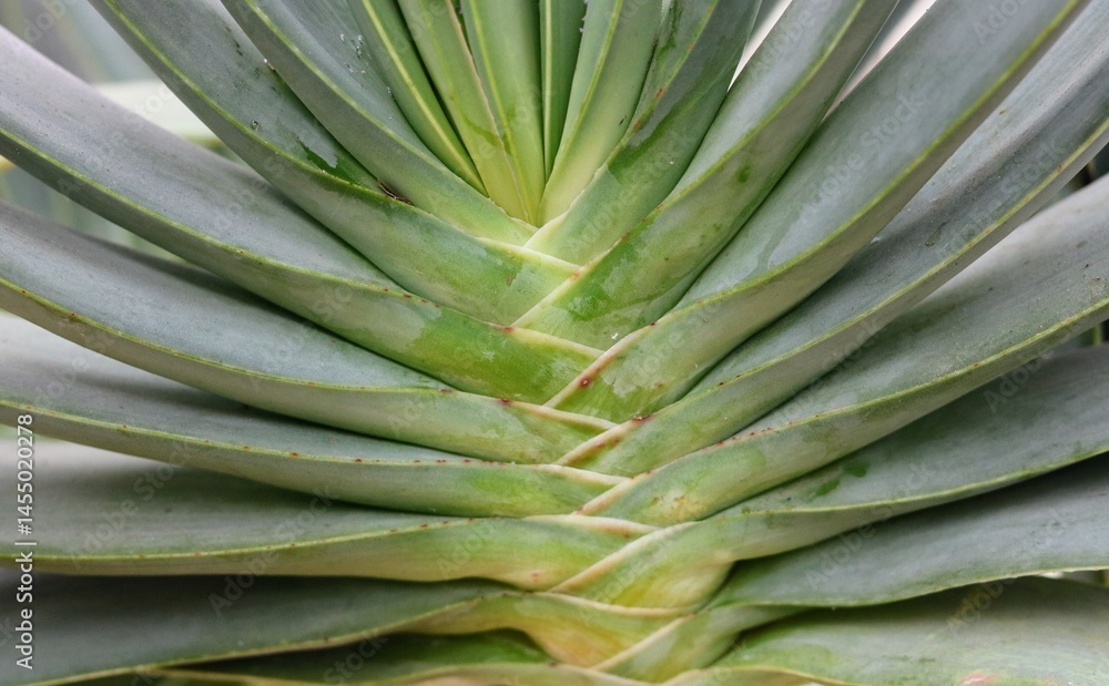 Fototapeta premium The beauty and geometry of nature shown by the natural pattern of the succulent