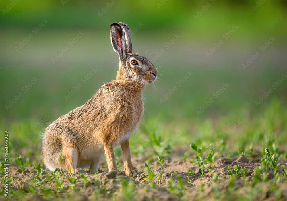 Fototapeta premium European hare ( Lepus europaeus ) close up