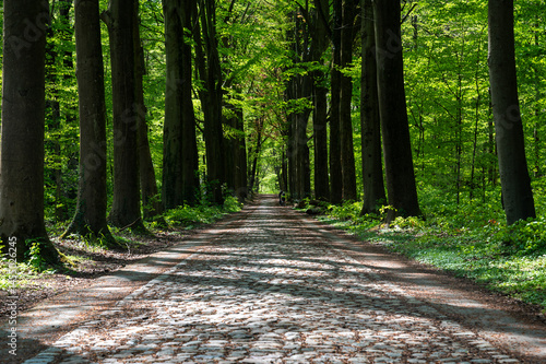 Obraz na plátně Straight cobble stone road through the Meerdaalwoud Molendaal Bierbeek, Flemish