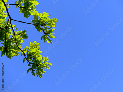 branch of an oak tree with young green leaves against a blue sky, attractive nature photo with lots of copy space